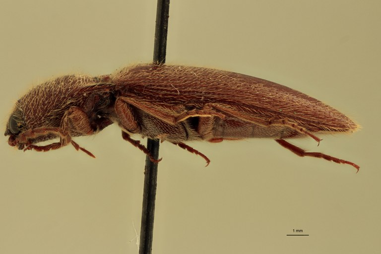 Melanotus holtmanni M Pt L.jpg