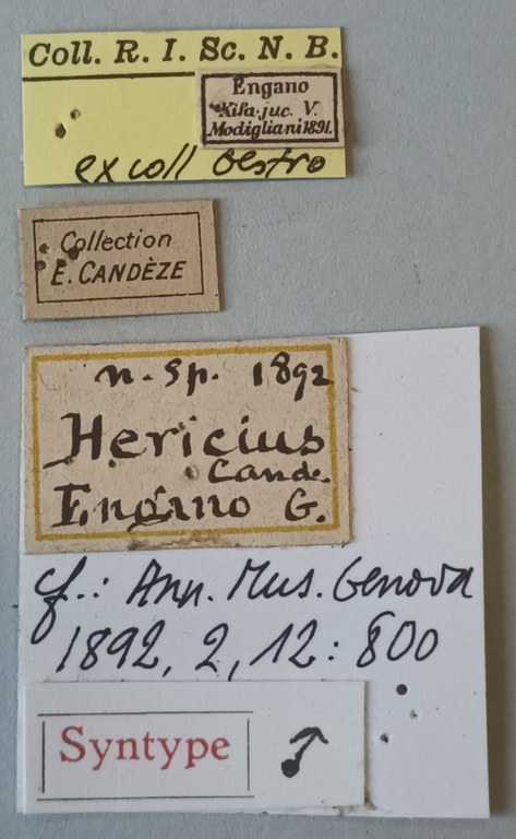 Melanotus holtmanni M Pt Labels.jpg