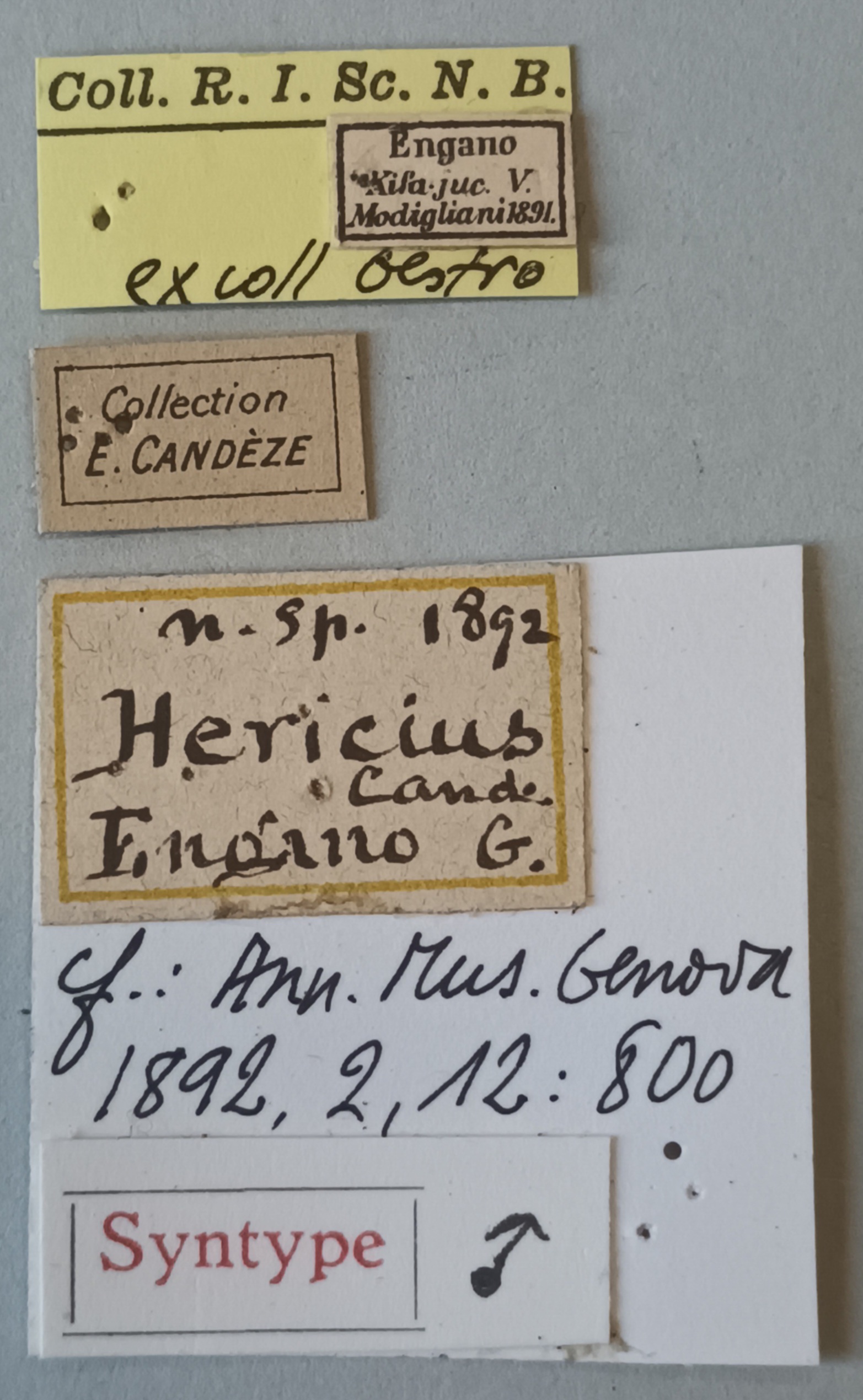 Melanotus holtmanni M Pt Labels.jpg