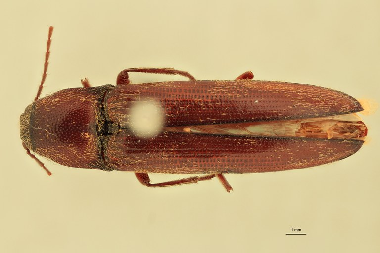 Melanotus hopei F Pt D.jpg