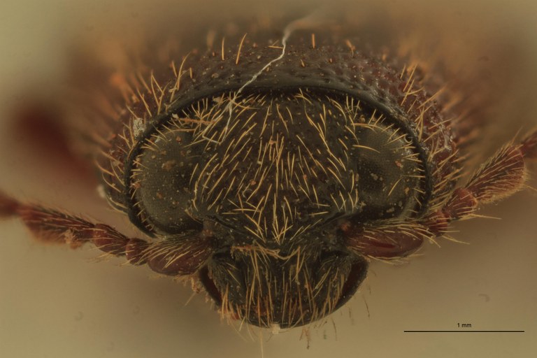 Melanotus hopei F Pt F.jpg