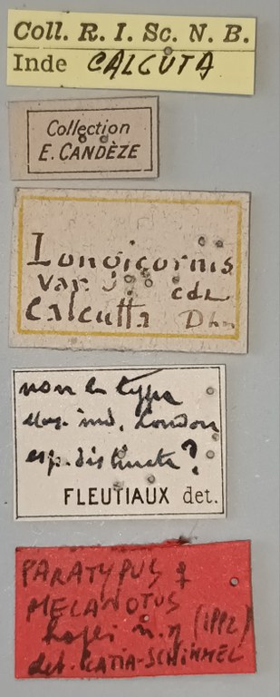 Melanotus hopei F Pt Labels.jpg