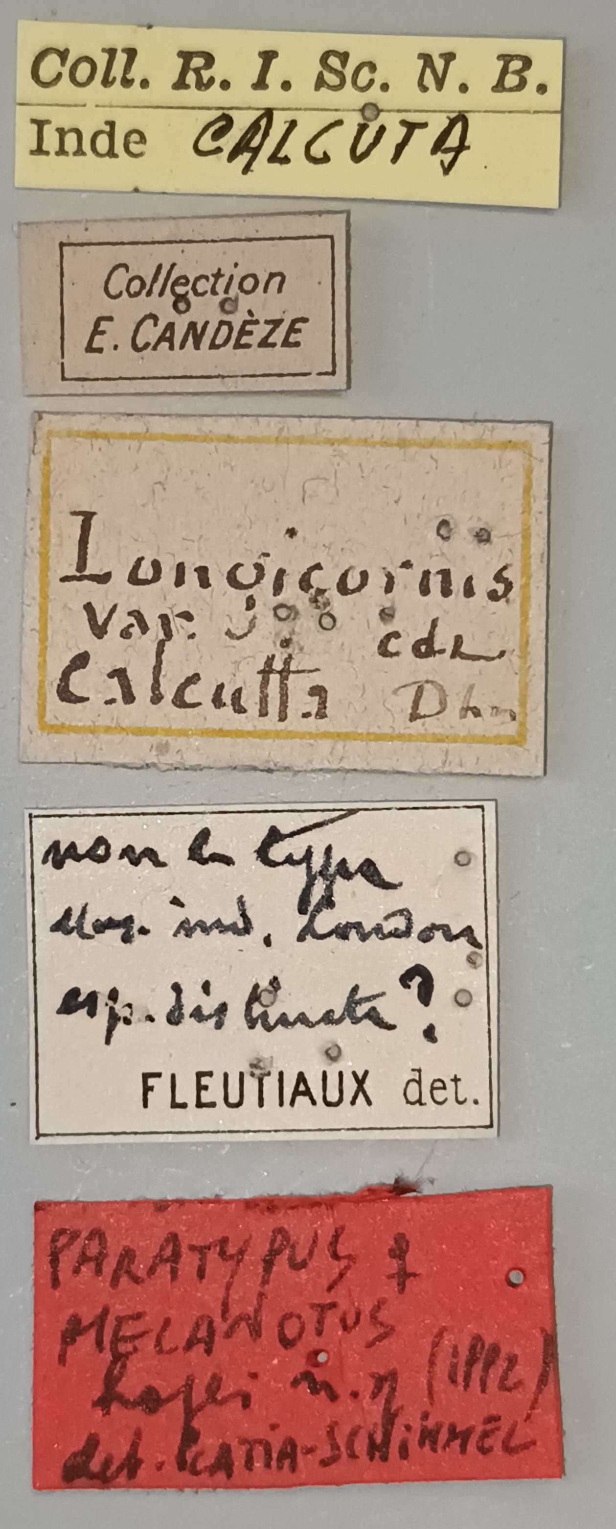 Melanotus hopei F Pt Labels.jpg