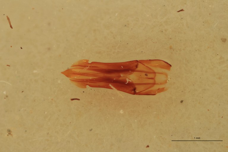 Melanotus immissus M Lt Aedeagus.jpg