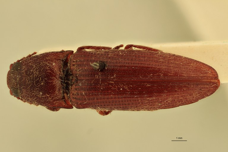 Melanotus immissus M Lt D.jpg