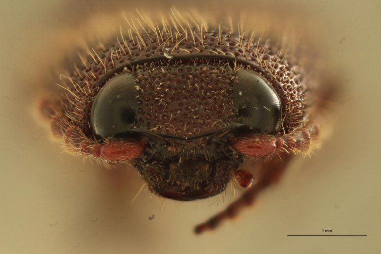 Melanotus immissus M Lt F.jpg