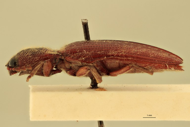 Melanotus immissus M Lt L.jpg