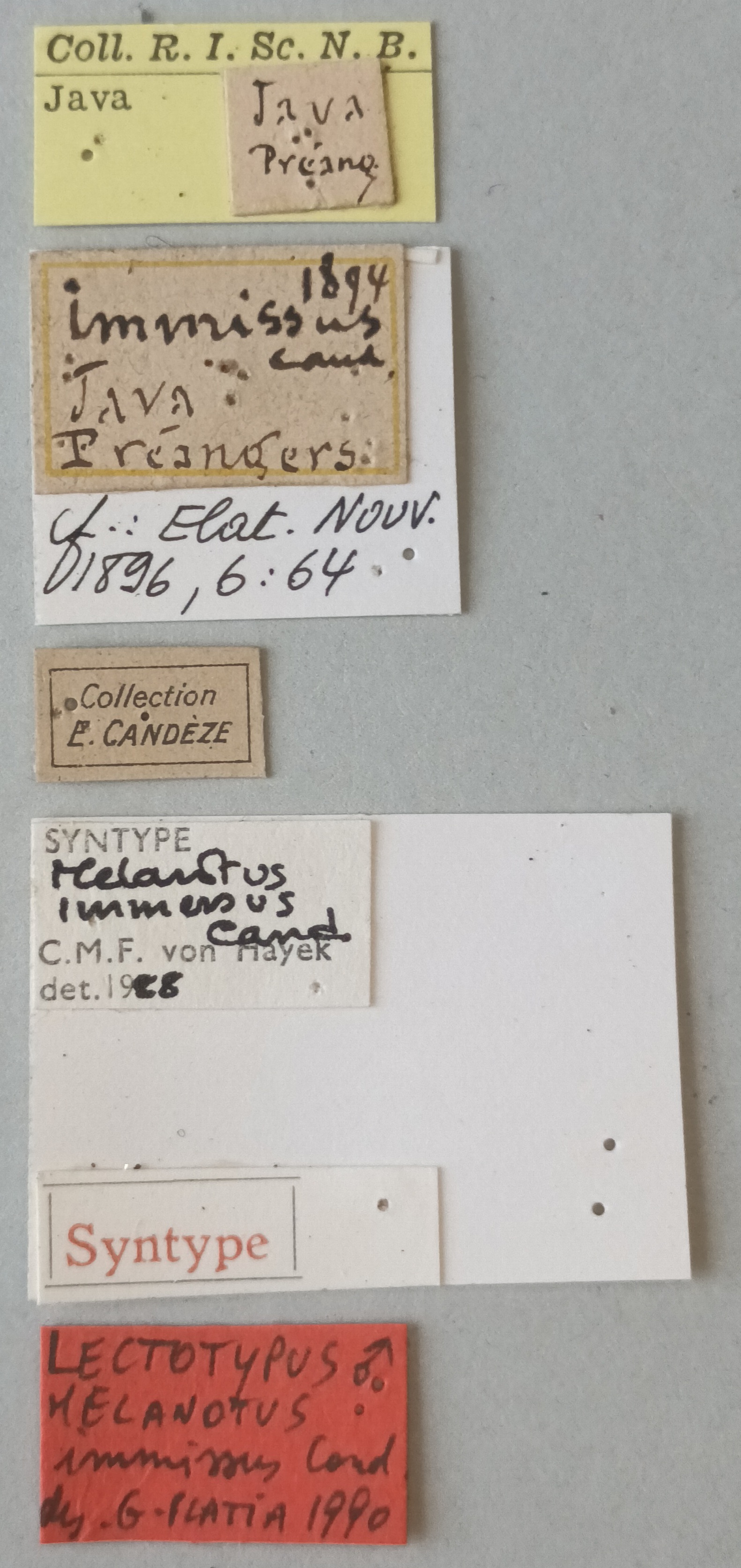 Melanotus immissus M Lt Labels.jpg