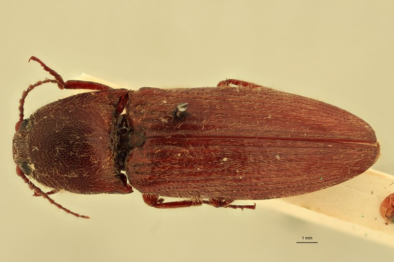 Melanotus immissus F Plt D.jpg