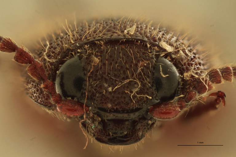 Melanotus immissus F Plt F.jpg