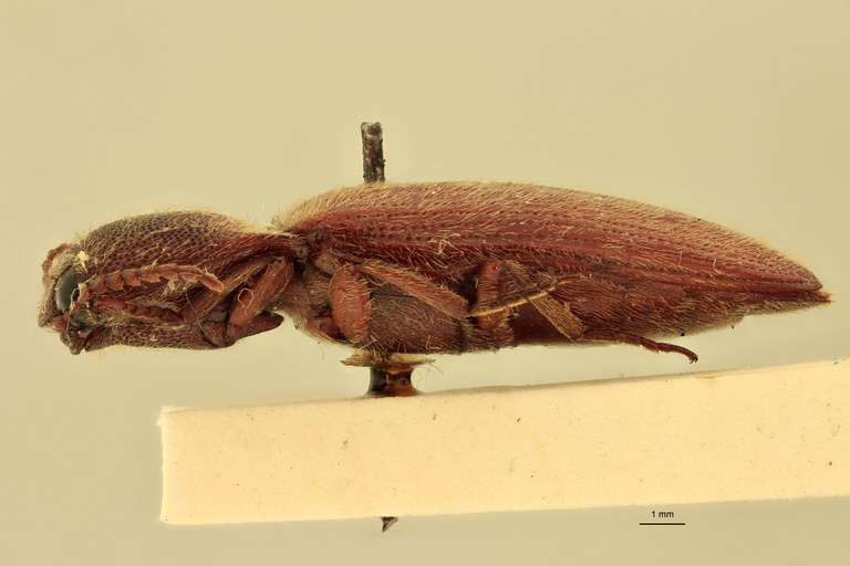 Melanotus immissus F Plt L.jpg