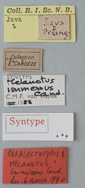 Melanotus immissus F Plt Labels.jpg