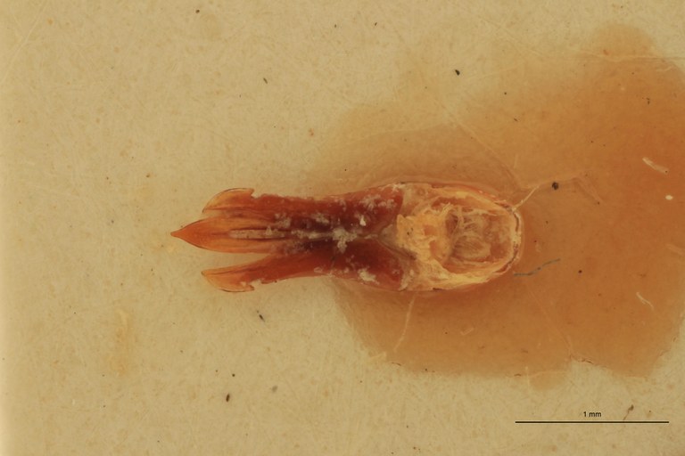 Melanotus immissus M Plt Aedeagus.jpg