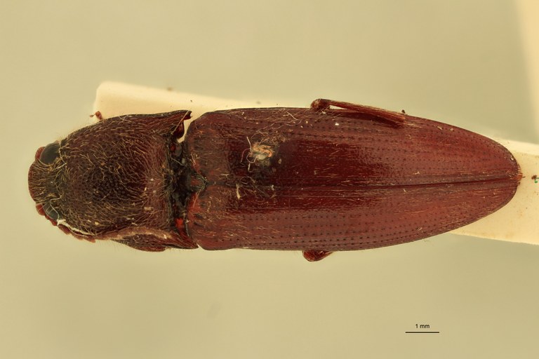 Melanotus immissus M Plt D.jpg