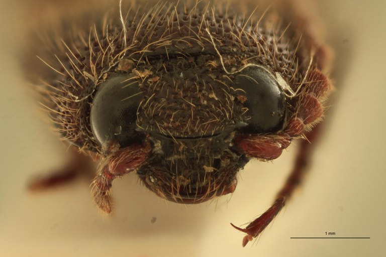 Melanotus immissus M Plt F.jpg