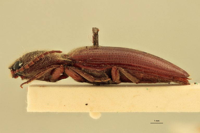 Melanotus immissus M Plt L.jpg