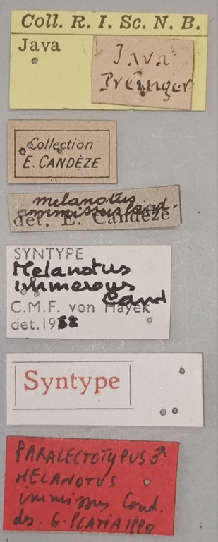 Melanotus immissus M Plt Labels.jpg