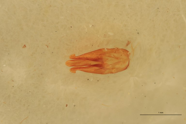 Melanotus immissus M Lt Aedeagus.jpg