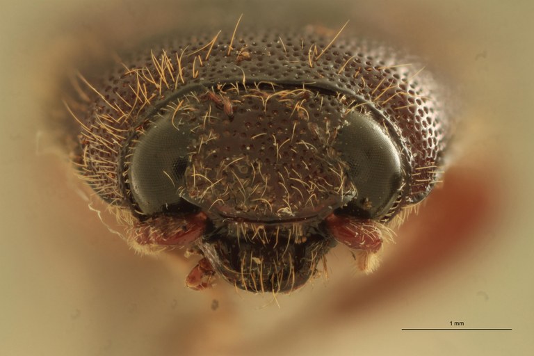 Melanotus immissus M Lt F.jpg