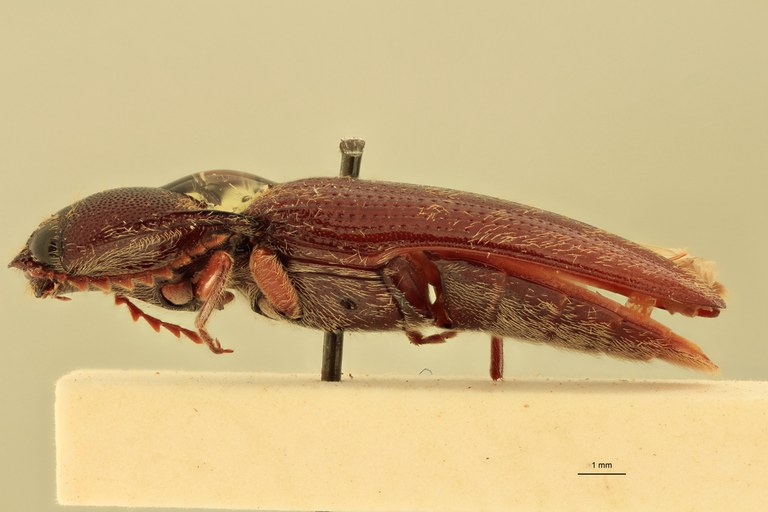 Melanotus immissus M Lt L.jpg