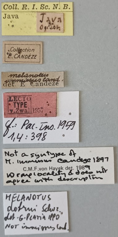 Melanotus immissus M Lt Labels.jpg