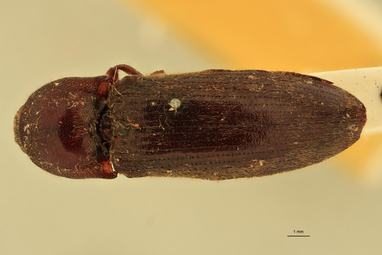 Melanotus incallidus F Lt D.jpg