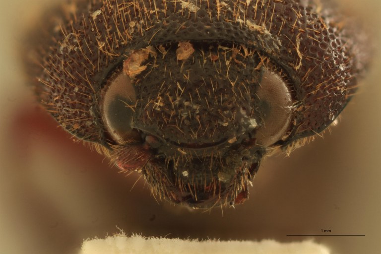 Melanotus incallidus F Lt F.jpg