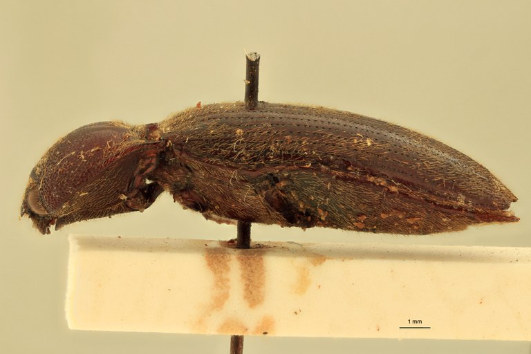 Melanotus incallidus F Lt L.jpg