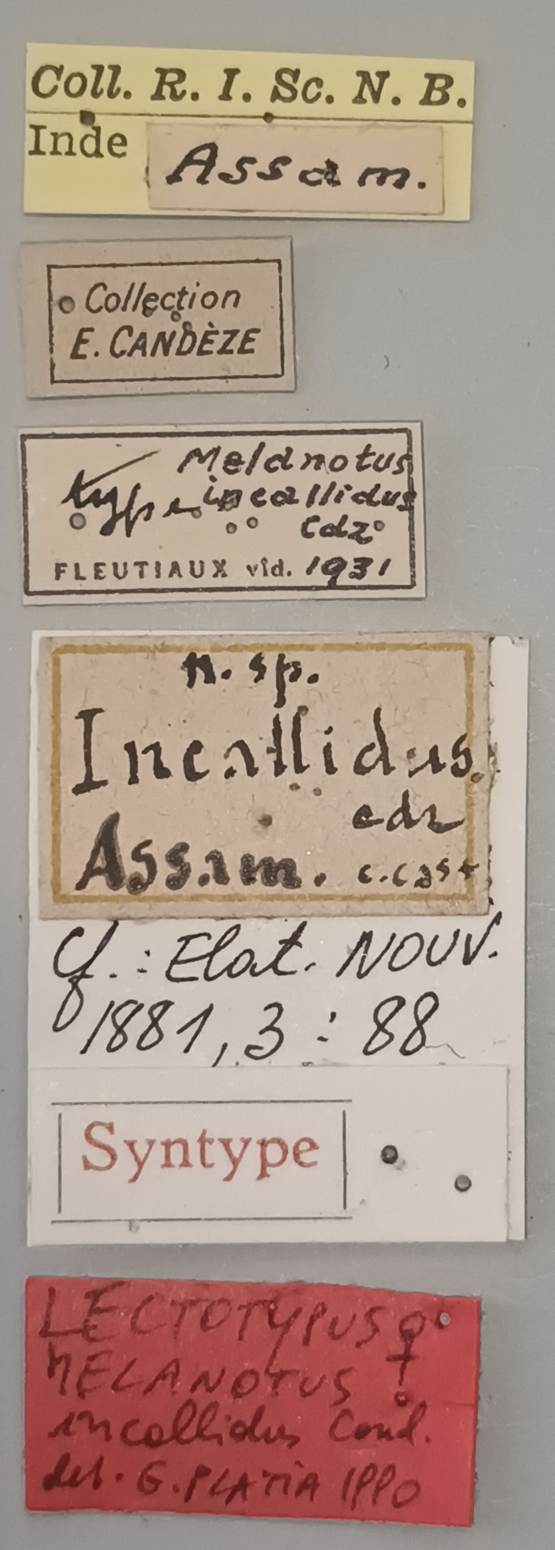 Melanotus incallidus F Lt Labels.jpg