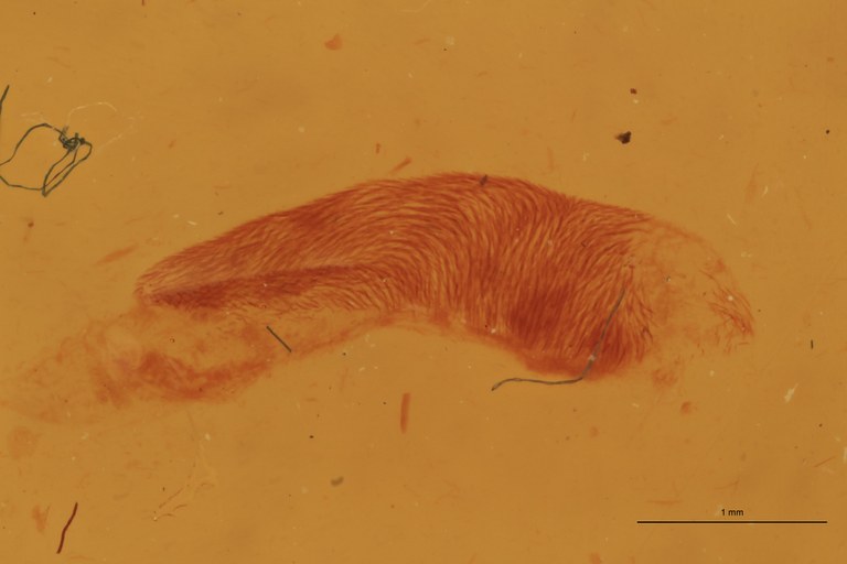 Melanotus incallidus F Lt Parameres.jpg
