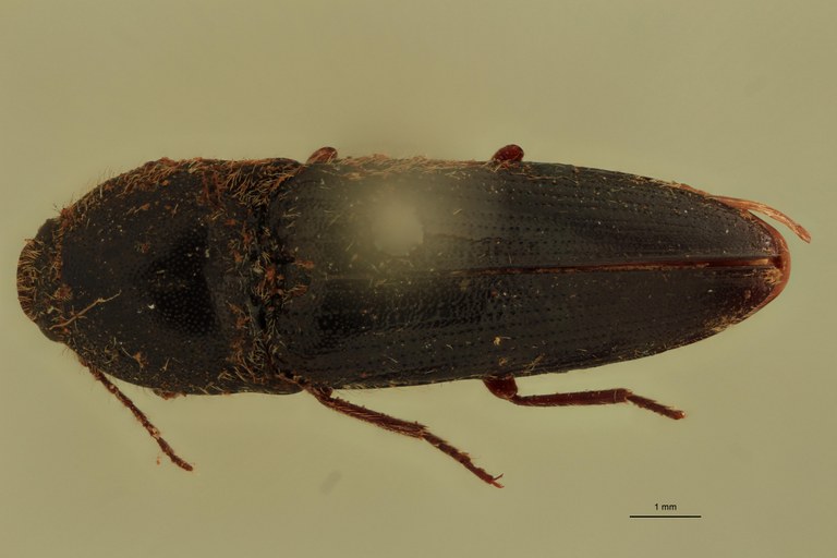 Melanotus insularis F Lt D.jpg
