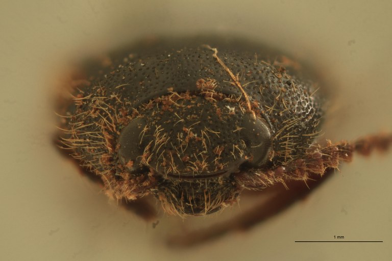 Melanotus insularis F Lt F.jpg