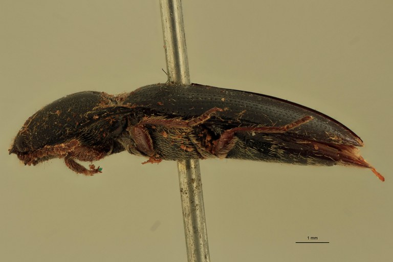 Melanotus insularis F Lt L.jpg