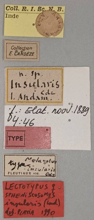 Melanotus insularis F Lt Labels.jpg