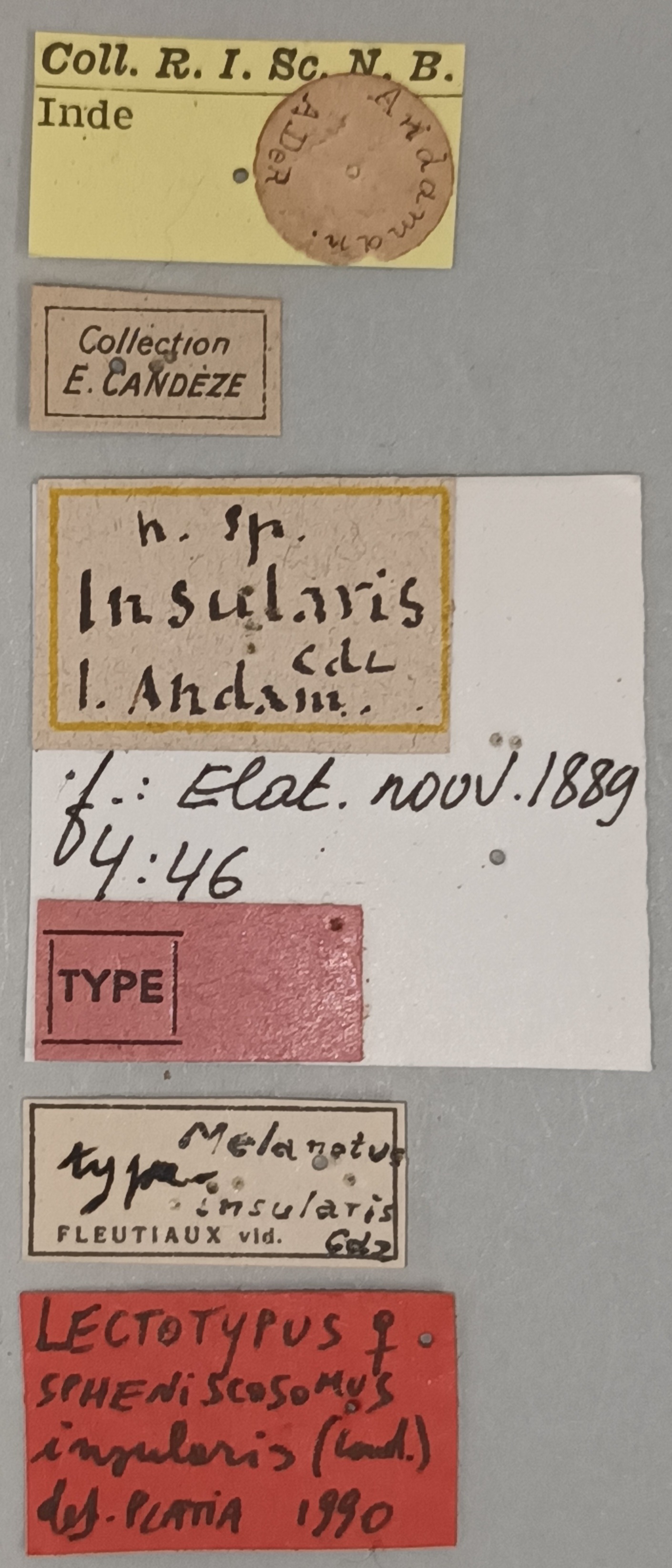 Melanotus insularis F Lt Labels.jpg