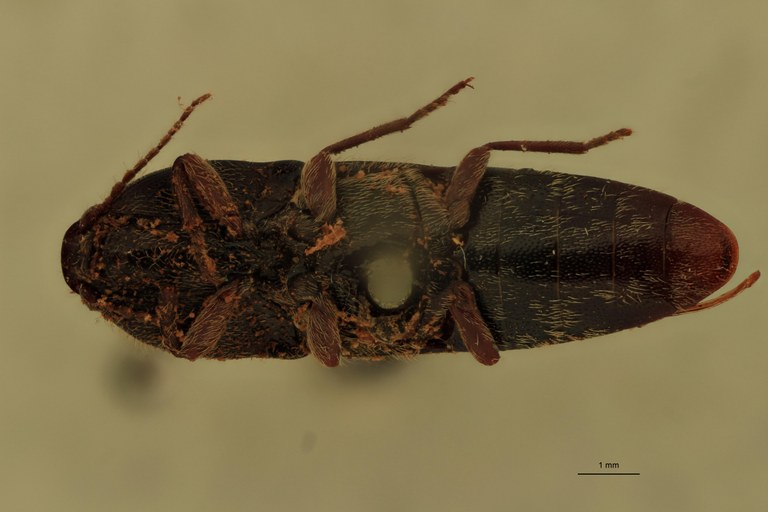 Melanotus insularis F Lt V.jpg