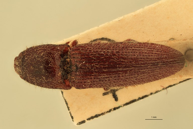 Melanotus interjectus F Lt D.jpg