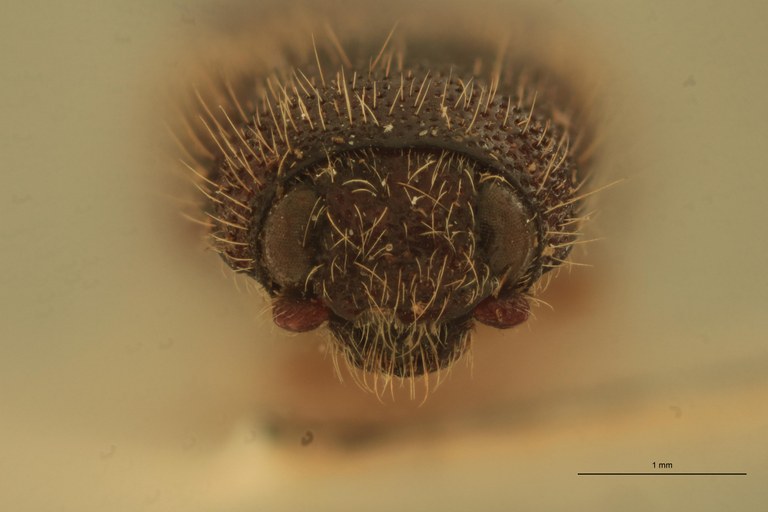 Melanotus interjectus F Lt F.jpg