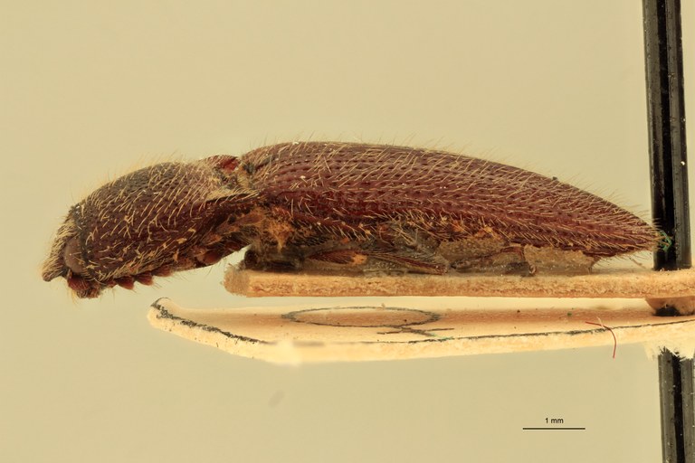 Melanotus interjectus F Lt L.jpg
