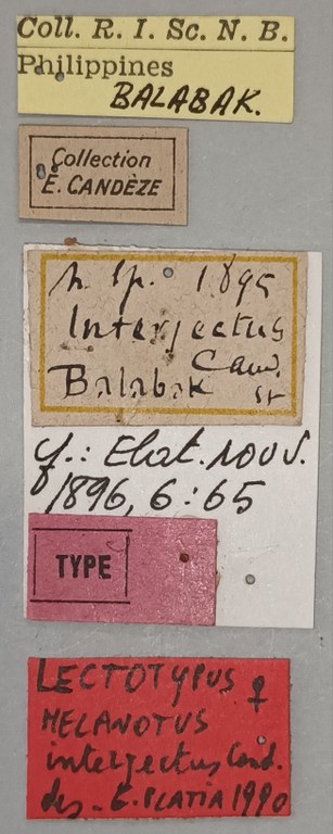 Melanotus interjectus F Lt Labels.jpg