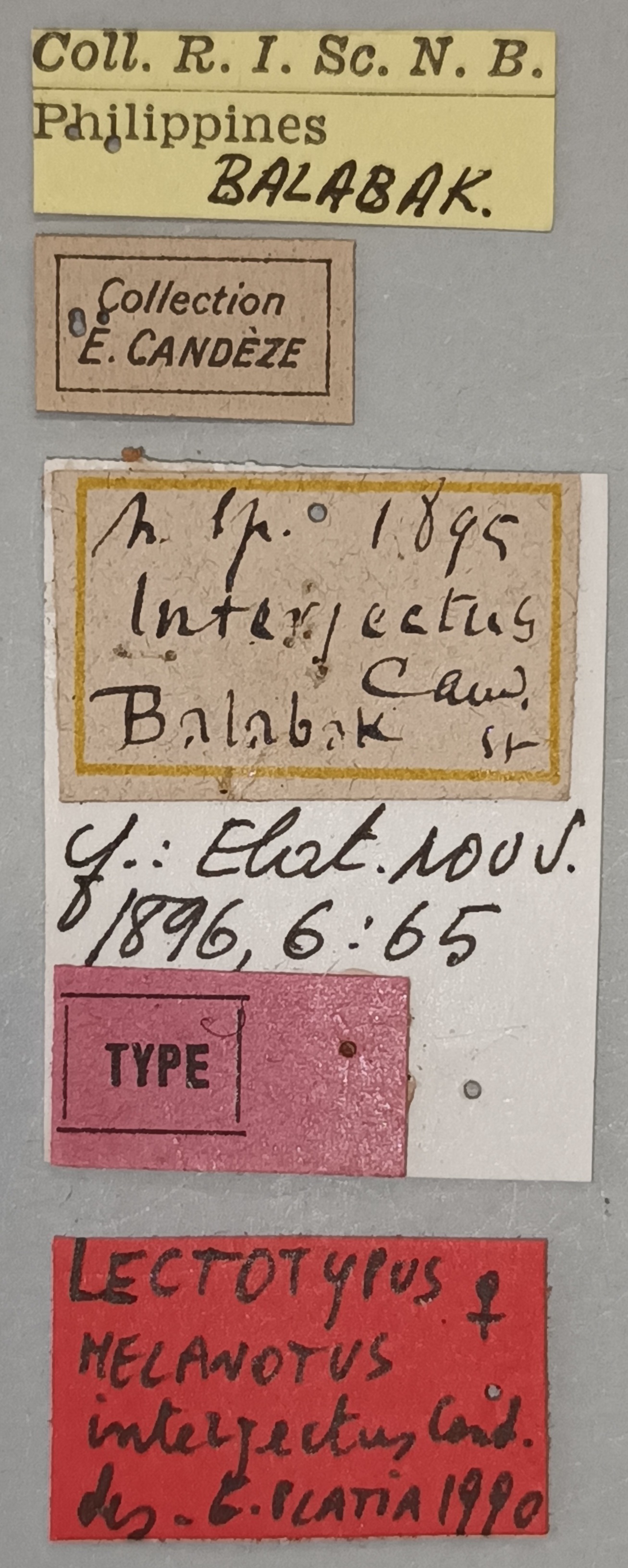 Melanotus interjectus F Lt Labels.jpg