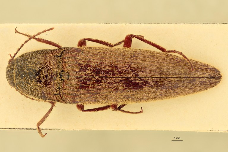 Melanotus leileri M Pt D.jpg