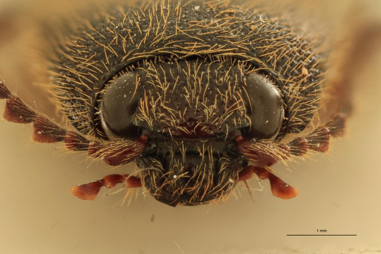 Melanotus leileri M Pt F.jpg