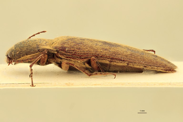 Melanotus leileri M Pt L.jpg
