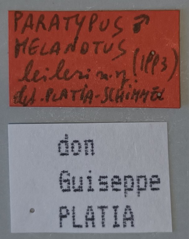 Melanotus leileri M Pt Labels.jpg