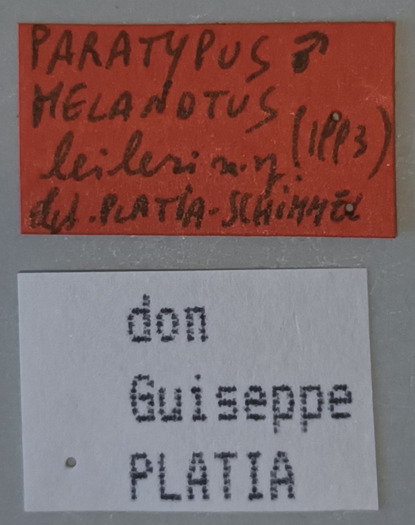 Melanotus leileri M Pt Labels.jpg