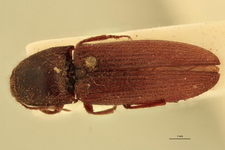 Melanotus mediocris Ht D.jpg