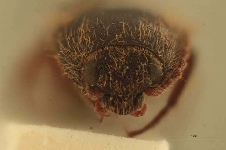 Melanotus mediocris Ht F.jpg