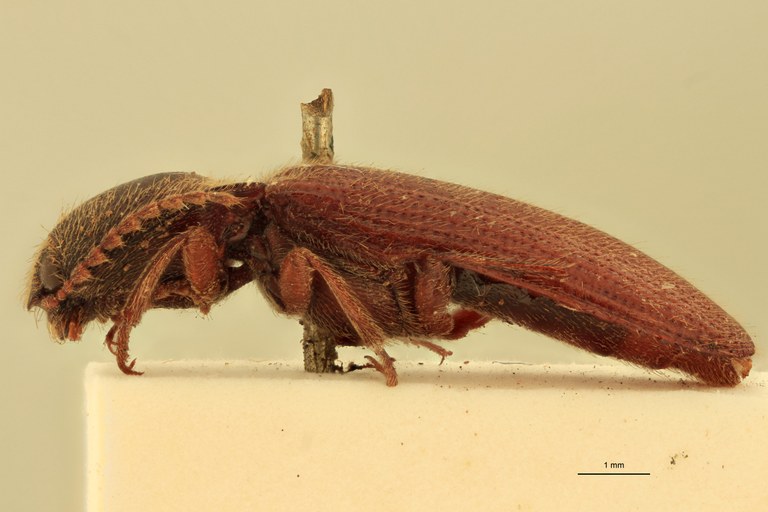 Melanotus mediocris Ht L.jpg