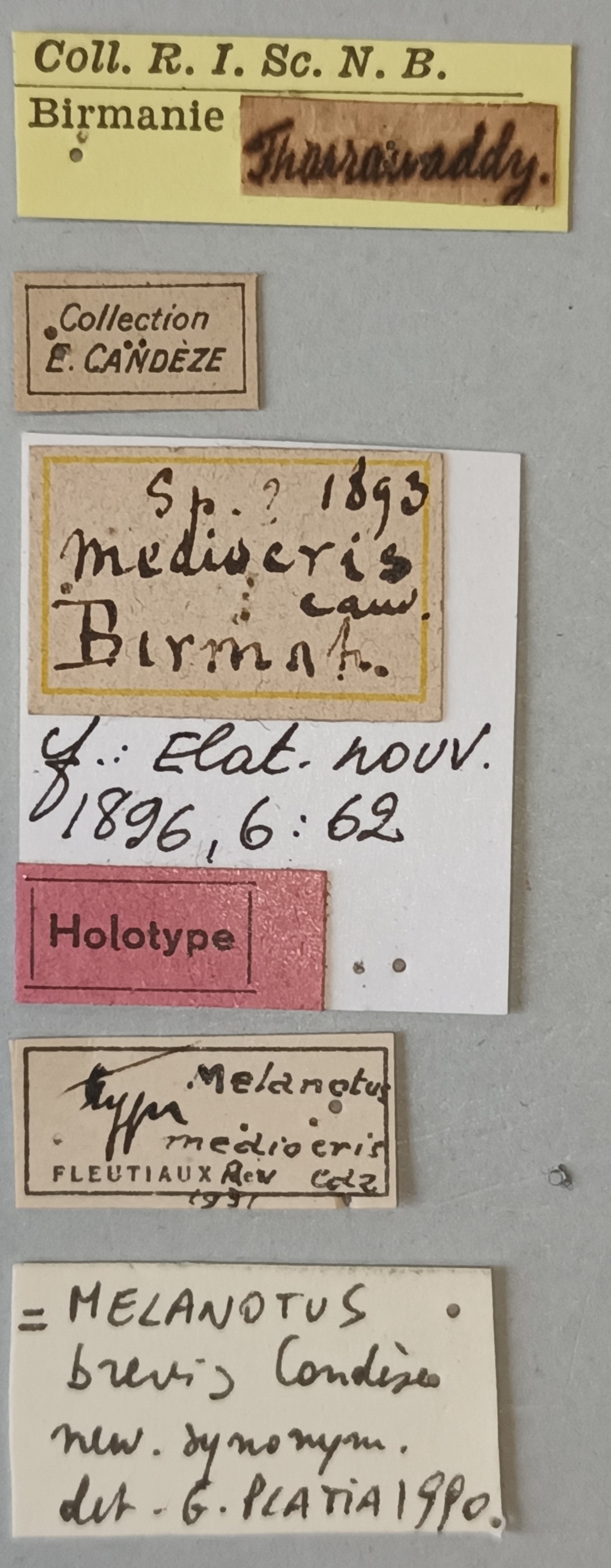 Melanotus mediocris Ht Labels.jpg